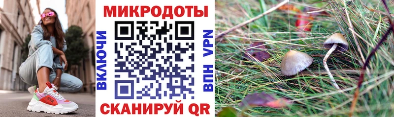 купить наркоту  Гаджиево  Галлюциногенные грибы Cubensis 